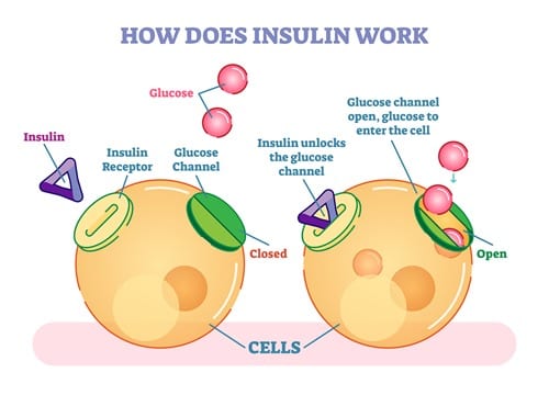 Insulin