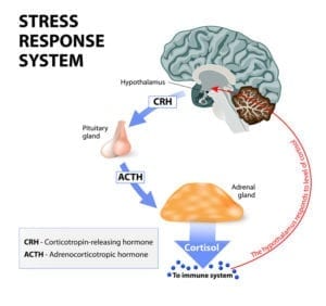 Stressed Adrenals