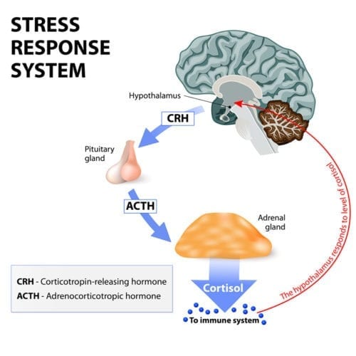 Stressed Adrenals