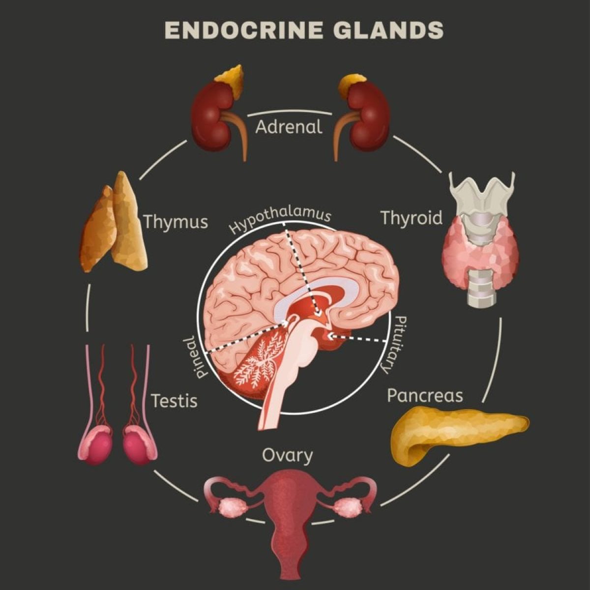 Endocrine glands