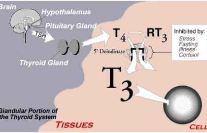 thyroid picture thyroid picture